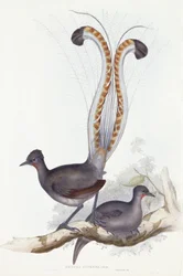 Menura Superba: Shaw. Pl. 14. Vol. III, 1837-1848